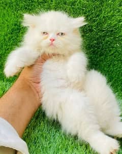 Persian cat for sale male or female my WhatsApp03286487884