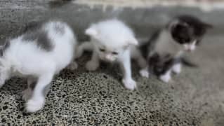 kitten