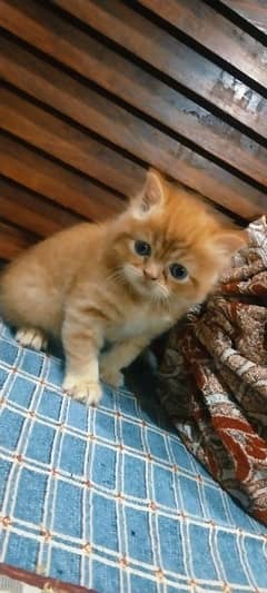 Persian cat baby only 30 days age. . . . .