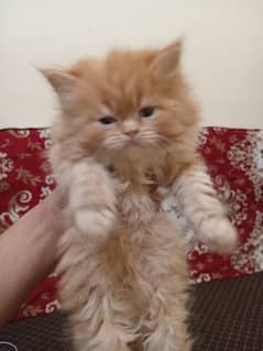 persian kitten