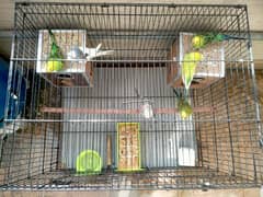 Budgie