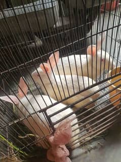 Red eyes White Rabits