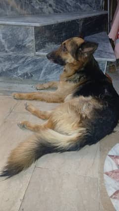 German shepherd