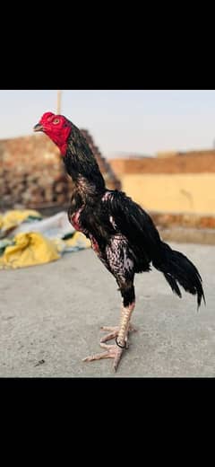 Patha #forsale
