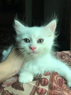 Persian