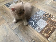 pure/ persian/ kitten/ peki/ piki/ peke/ triple/ cute/ kitty/ fluffy/