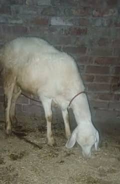 دونبہ خوبصورت قربانی