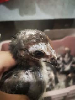 aseel Thai chicks pair