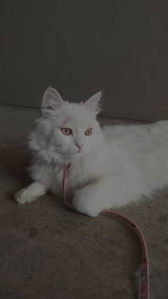 Adult Persian male cat