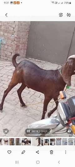 Bakra Hawalii ka Pala howa hai