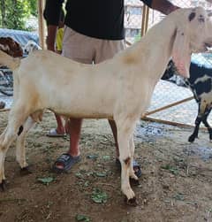 Beautiful 2 dant bakry white color