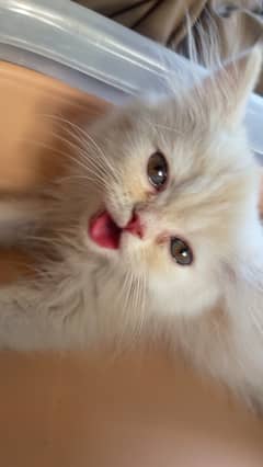 Persian punch face Triple coat kitten