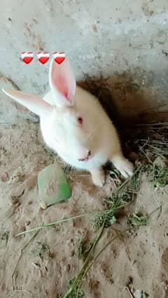 rabbit red eyes pair ak black female bi ha