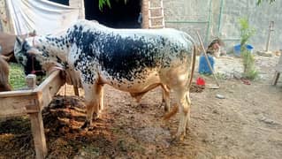 2 dant very beautiful cow for sale