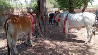 cow for sale - 5 man janwar - beautiful cow