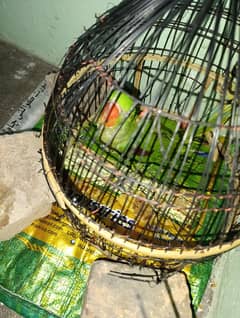 pahari total 3 months age rs15000