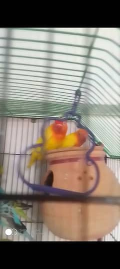 love birds