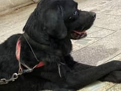 labrador