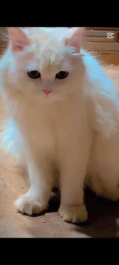 WHITE PERSIAN FEMALE CAT