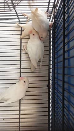 ALBINO RED EYE MALE × SPILIT FEMALE WITH 2 CHICKS