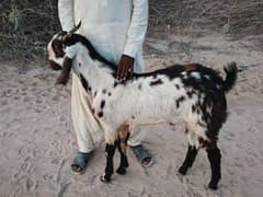 Qurbani