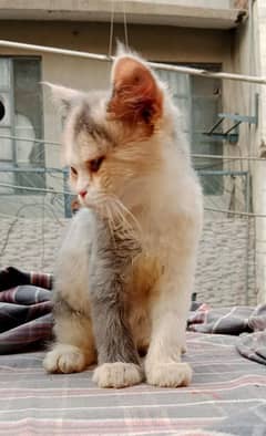 Persian Cat