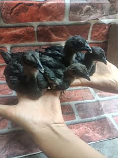pure ayam samani chicks for sale 03217022539