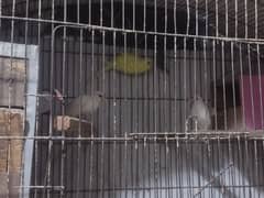 love birds pair h 4=