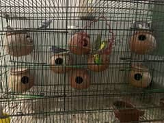 Parrot with cage
