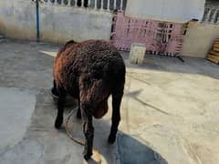 black dumba for sale