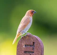 scaly breast finch available for sale in lahore