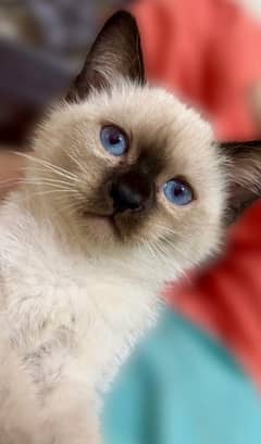 Siamese Female Kitten for Sale