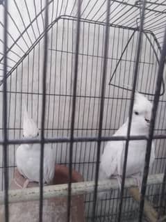 cocktail pair + 1 australian + cage. 03204514984