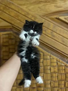 PERSIAN KITTENS | CATS | FOR SALE | DOLL FACE | TRIPLE COATED