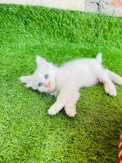Four Persian Kittens For Sale