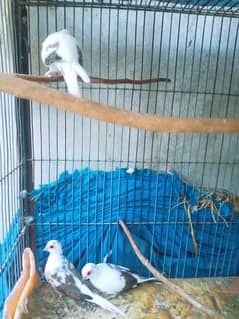 Daimond Paid red dove & white java