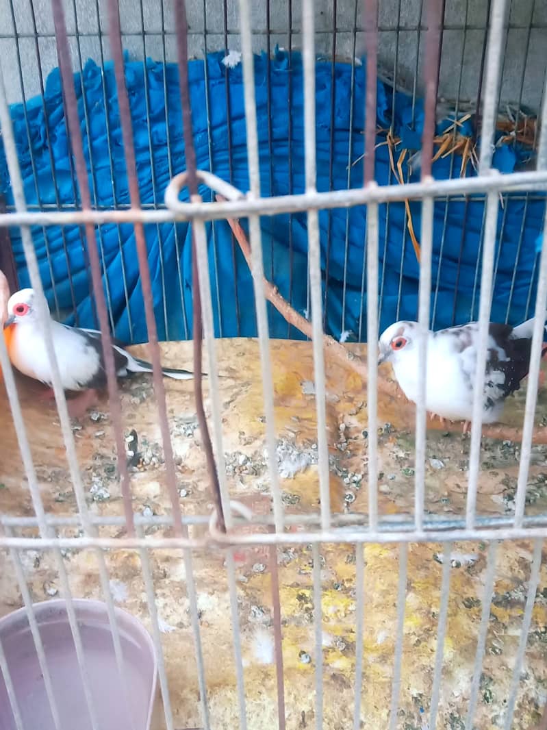 Daimond Paid red dove & white java 1