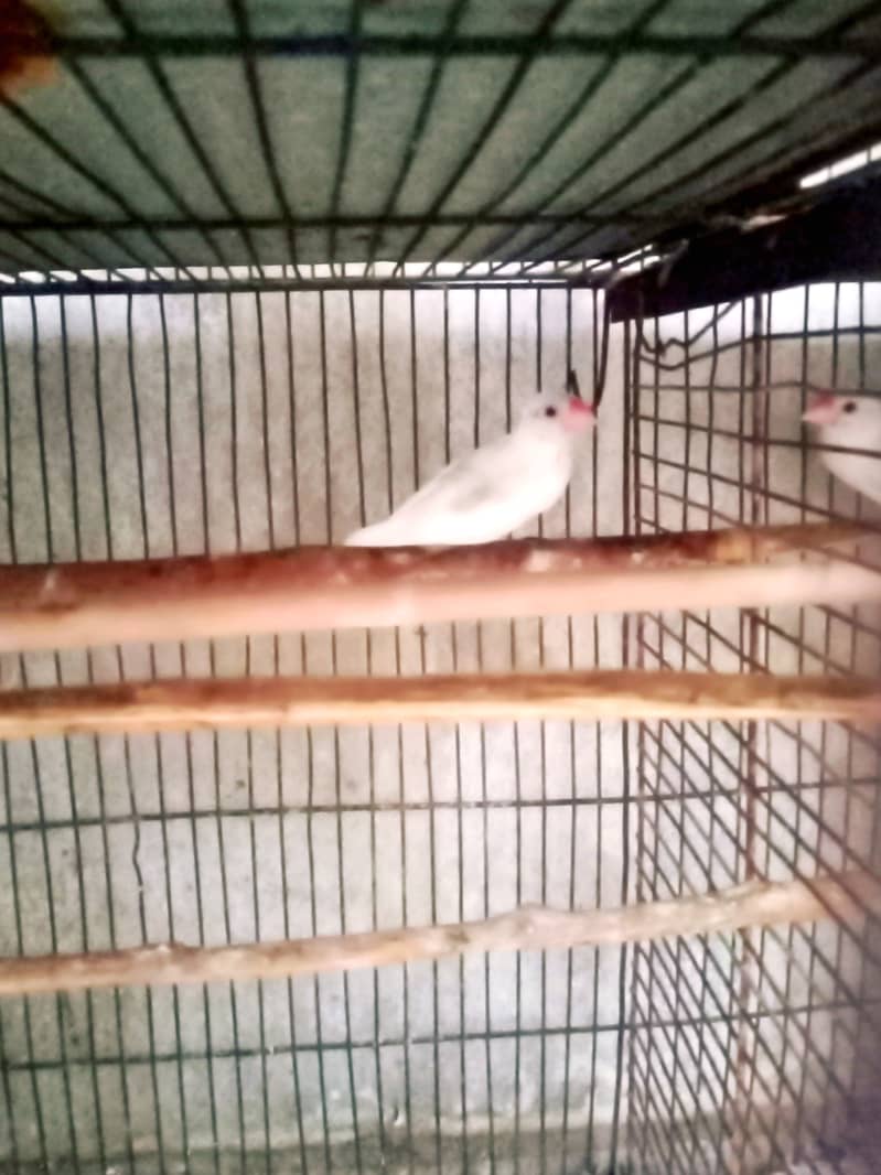 Daimond Paid red dove & white java 12