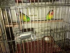 Lovebirds