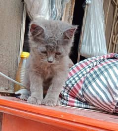 pair cat