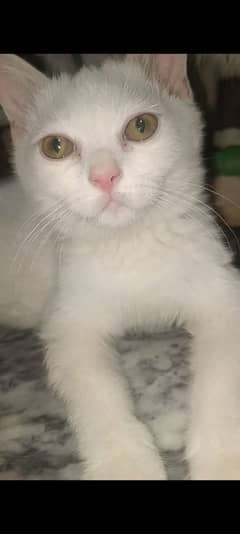 White Color Pure Turkish Breed Ragdoll Male Kitten