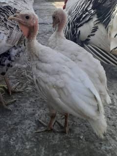 Turkey White