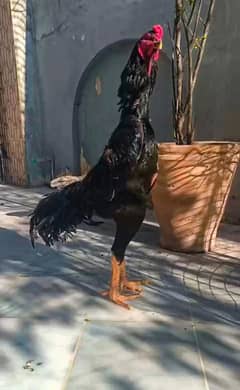 Shamo Breeders , Chicks & Eggs Available for sale