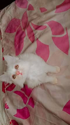 Persian kittens