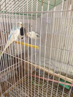 Australia Parrots Full Breeder Pair with Box and Iron Cage