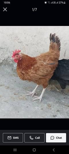 egg lying pair for sale