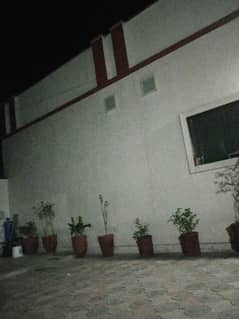 plants