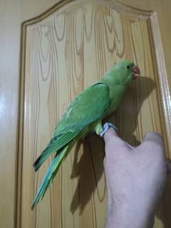 super handtame fly tame chick