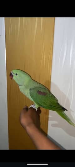 Raw parrot Age 2 se 3 month
