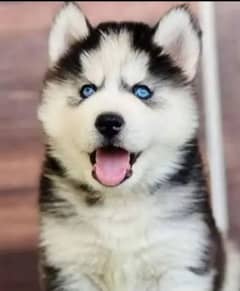 Siberian